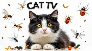 Cat Games | Fun Cat Games to Keep Your Kitty Entertained | 5HOURS | Episode 06 🐝🐞🦋🦎🐜