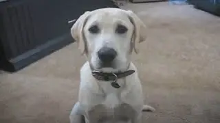 How Dogs (Eventually) Became Our Best Friends