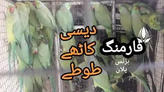 دیسی کاٹھے طوطے فارمنگ بزنس پلان Green Ringneck Parrot Farming Business Plan in Urdu Hindi