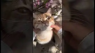 #cat #cute #pets #asmrpets