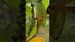 Zwarte peper uit eigen tuin
