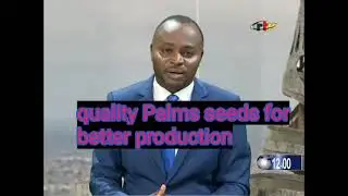 How it's made before planting_ High  hybrids palms oil  seeds