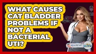 What Causes Cat Bladder Problems If Not A Bacterial UTI? - Ask A Pet Vet