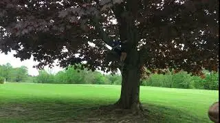 Ben tree swing