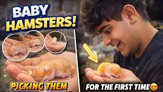 PICKING *BABY HAMSTERS* IN HAND FOR THE *FIRST TIME*🐹😍 - VLOG