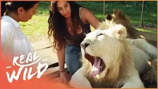 This Woman Leads A Lion Pride