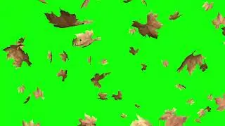Leaves Falling Green Screen Flying Effect |  Autumn Leaves Falling Green Screen Video