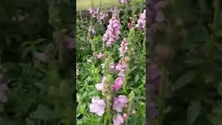 Snapdragon / Bocas de dragon - Origen: Unknown, believed to be from Spain 🇪🇸 and Italy 🇮🇹