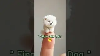 🐶 World&rsquo;s Cutest Tiny Puppy Ever! | Finger Size Dog 🐾😍