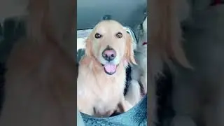 Road trips with huskies Random videos 2  plz subscribe 🙂  #shoerts #short