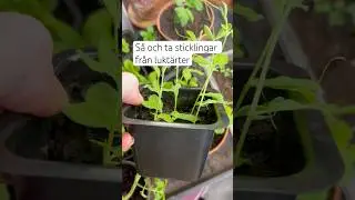 S&aring; och ta sticklingar av lukt&auml;rter #odla