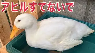 アヒルを飼う前に見て欲しい！アヒル、コールダック飼育のリアル
