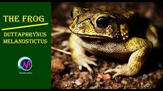 The Bullfrog, Duttaphrynus melanostictus, Kunobang...