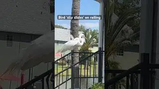 🛝 Egret can&rsquo;t stay on angled rail~ He must stand on the straight railing 🛝 #smartbird  #egrets