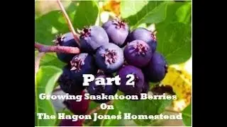 Planting Saskatoon Berry From Seed Part 2 @ The Hagon Jones Homestead