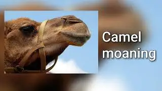 Sound of a camel moaning