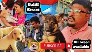 Gallif Street Pet Market Kolkata | Recent Dog Puppy Price Update | Dog Price | Galiff street kolkata
