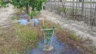 Riego tradicional, naranjas espectaculares