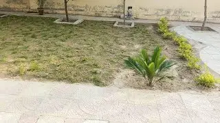 New fine Dhaka grass plantation project.