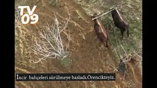 Örencik köyünde bir gün gecirdik .Belgesel fulll izle