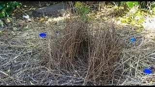 Bowerbird's bower part 2:  this is Blue Bowie and his treasures