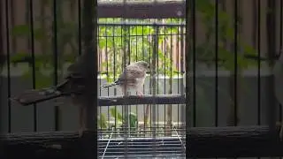 perkembangan anakan zebra finch #emprit #finch #zebrafinch #societyfinch