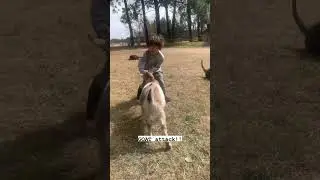 FUNNY: Kid vs Kid! Goat flight 🐐 #funny #cute #animals #humor #comedy #funnyvideo  #funnyshorts