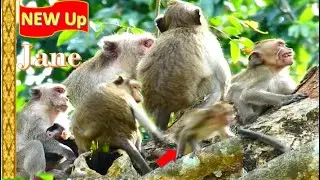 Beating seriously !! Janna monkey By strong Bitten April Monkey & Janna sort time with Jane mother