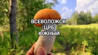 Разведка не удалась, шикарные грибы в засуху, грибы в Ленинградской области