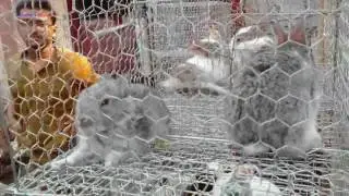 Rare Pet Rabbits Being Sold At Kolkata Galiff Street Pet Market