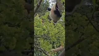 Giant Panda Playing at Smithsonian's National Zoo _ Washington DC