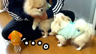 話題のイカのおもちゃにハマったのは犬達ではなく…おばあちゃんだった。