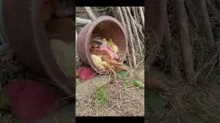 Unlikely Friends! 🐶🐷🐔 Watch a Dog, Pig, and Chickens Cuddle Up Together!