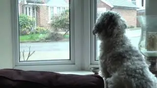 Goliath the Dog