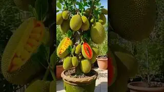 Jackfruit grafting method...