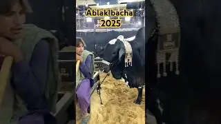 jameel memon cattle#cow #cattleworld #bull #muslimfestival #jameelmemon #cattlefarm #2025 #ytshorts