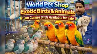 Exotics birds || World pet shop || Sun Conure Parrot | Talking, Friendly & Beautiful Bird&rdquo;🦅 🐟 