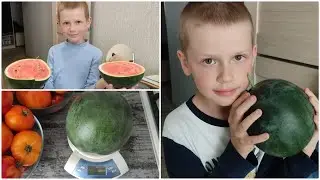 We grew a watermelon on the balcony. Watermelon Sugar Baby.