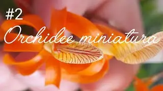 Ep.2 Orchidee miniatura: Trichocentrum tigrinum, Dendrobium unicum, Chiloschista parishii