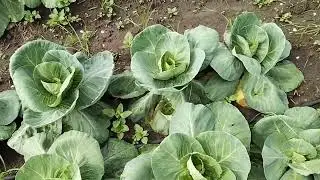sygenta bc79 cabbage dot 8july22