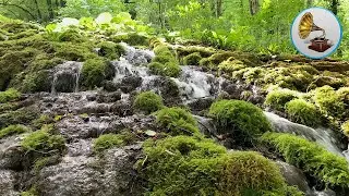 Приятный Звук Лесного Водопада для Расслабления. Водопад в 4К. Белый Шум.