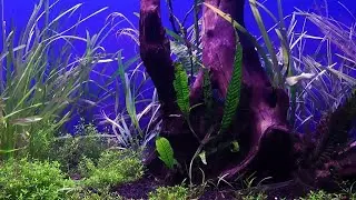 Best 4K Aquarium Fish UnderWater Video, Deep Relaxation Music, Study and Focus Music