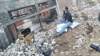 Feeding 🍎 🍏 to monkeys 🐒 | SOCIAL WORK | ARISING ART FOUNDATION NGO ✨️ 