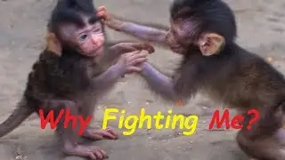LUCAS Newborn Baby Monkey | What is LUCAS Doing Like This | Newborn Babies Monkey