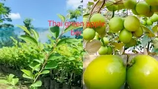Thai  green apple ber fruit plant farming in all India delivery available wholesaler 9749213563