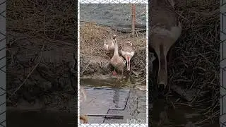 Thirsty swan #swan #duck #swanlover