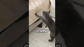Cat meets baby for the first time😍 #shorts