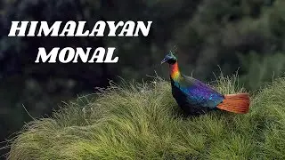 It took me a year to take this shot || Himalayan Monal in Chopta Tungnath