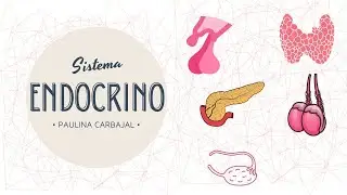 Clase 1: Generalidades de sistema endocrino
