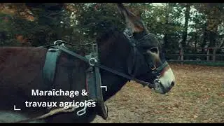 Le Centre de Valorisation des équidés normands basé au Haras National du Pin 2020
